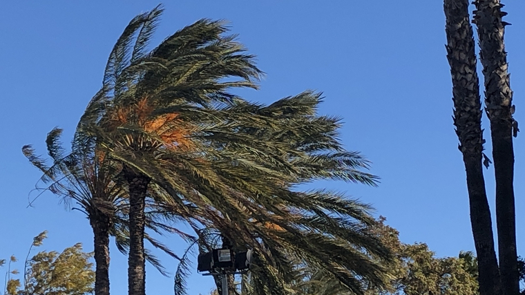 Imatge d'una palmera afectada pel fort vent