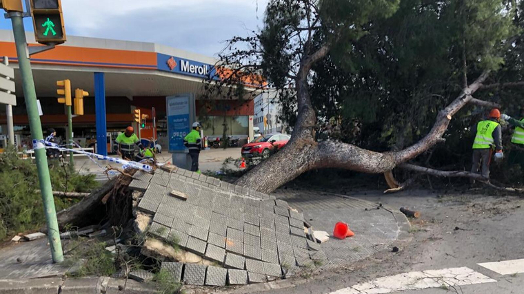 El vent huracant pot provocar la caiguda d'arbres