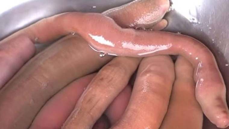 Peix penis