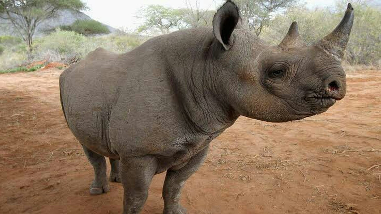 Imatge d'un rinoceront negre en llibertat a TanzÃ nia