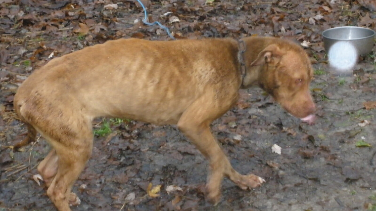 Imatge d'arxiu de gos abandonat i desnodrit