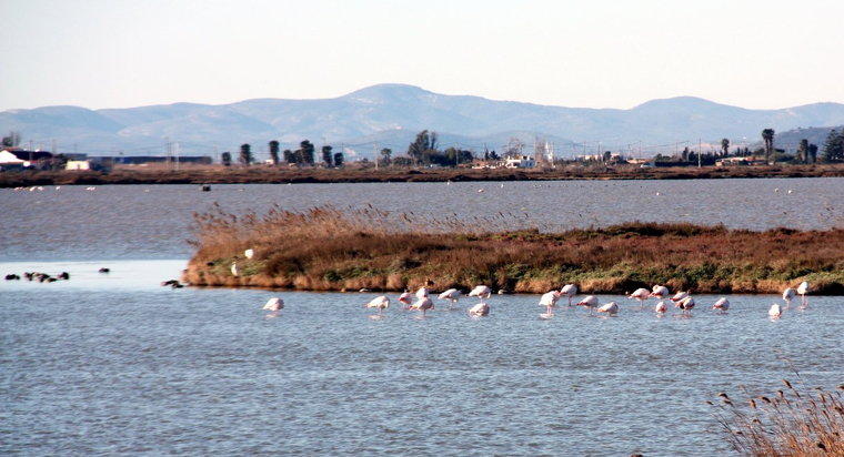 Imatge d'un grup de flamencs a la Bassa de l'Encanyissada, al Delta de l'Ebre