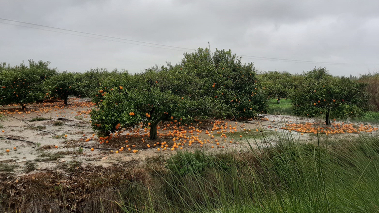 Camps de taronja afectats per la borrasca GlÃ²ria