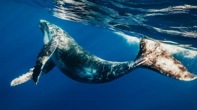 Imagen de un ejemplar pequeÃ±o de ballena