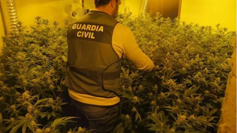 La GuÃ rdia Civil confisca una plantaciÃ³ de marihuana en Alcoleja, en el Comtat (Alacant)