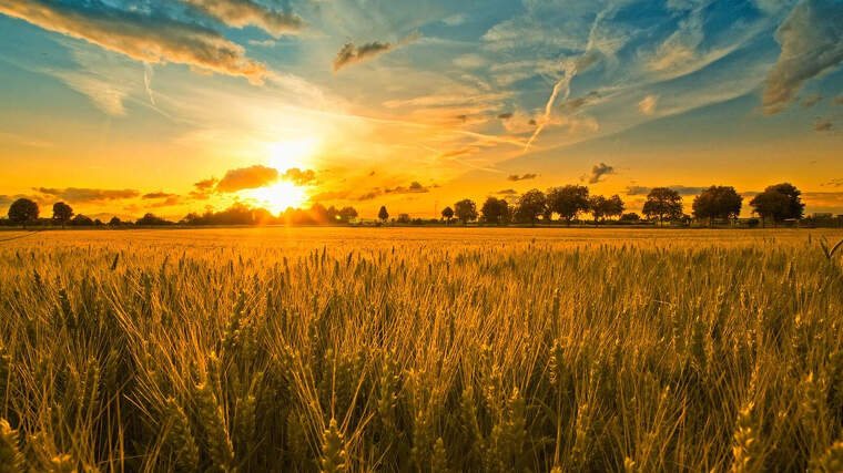 Imatge d'un camp de blat en una posta de sol