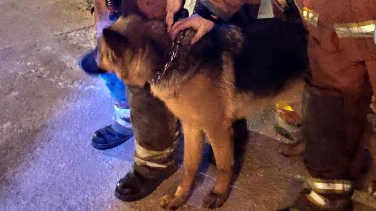 Bombers de Paterna van rescatar anit a un gos en un barranc de Riba-Roja