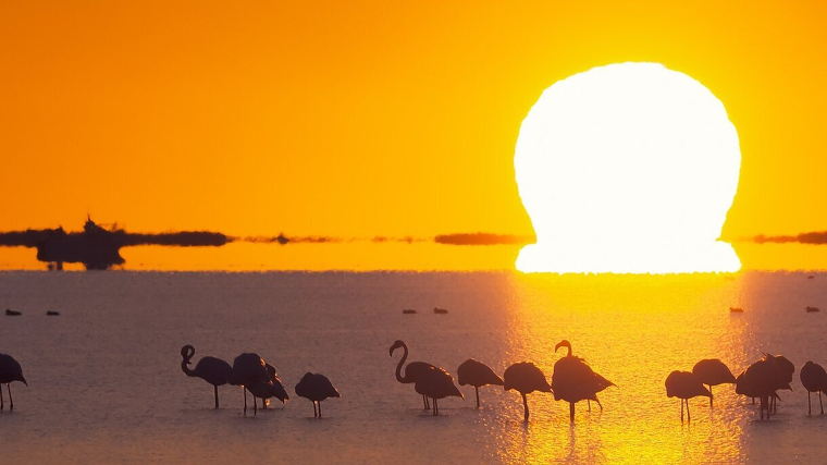 Imatge d'una sortida de sol radiant al Delta de l'Ebre amb els flamencs en primer pla