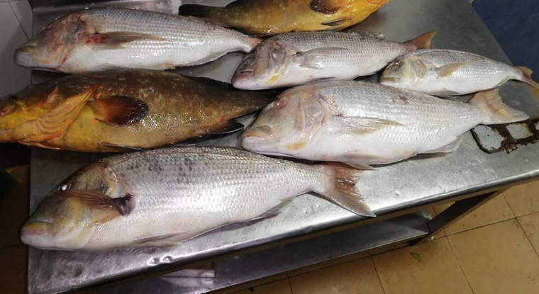 Confisquen 800 quilograms de peix en mal estat en Torrevieja, en el Baix Segura (Alacant)