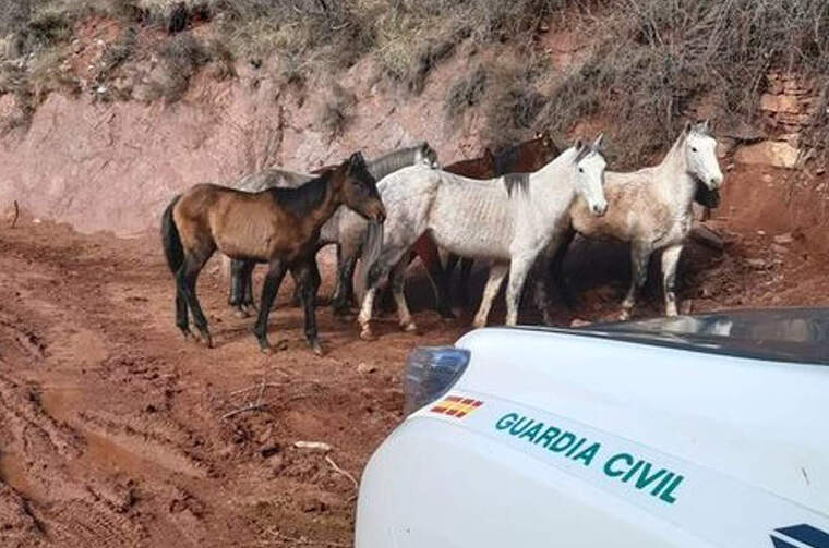 Imatge dels cavalls localitzats pel Seprona «extremadament prims» al Pallars Sobirà, el dia 26 de febrer de 2020.