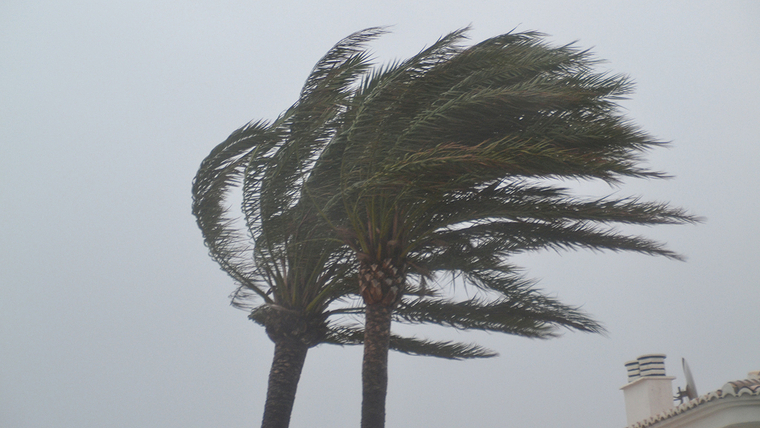Imatge de dues palmeres empeses pel fort vent