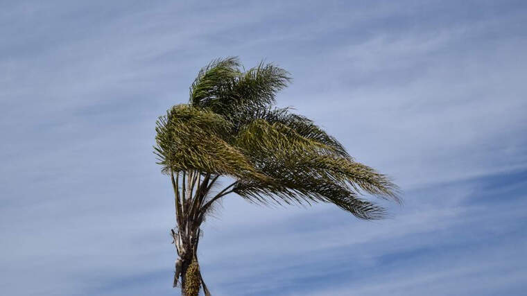 Imatge d'una palmera moguda pel vent