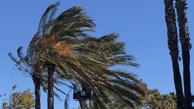 Imatge de palmeres mogudes pel vent