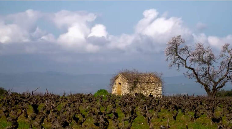 Una de les imatges del vídeo DO Penedès, 2.700 anys d'història