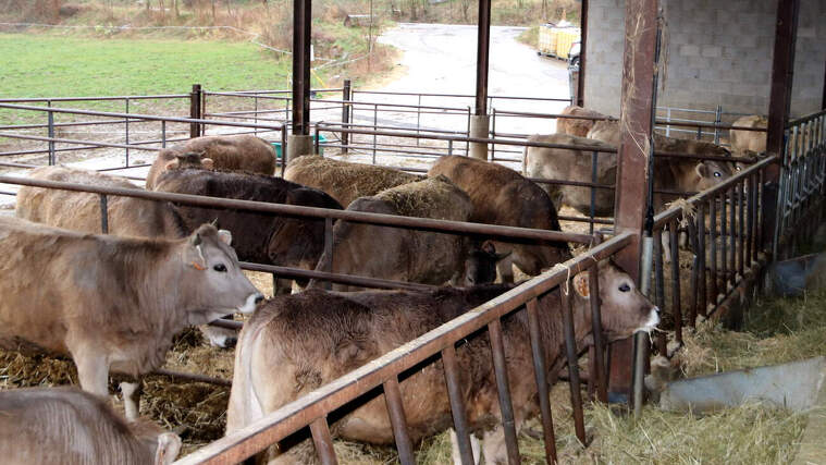 Un ramader a la granja de vaques de Pujalt, al Pallars SobirÃ 