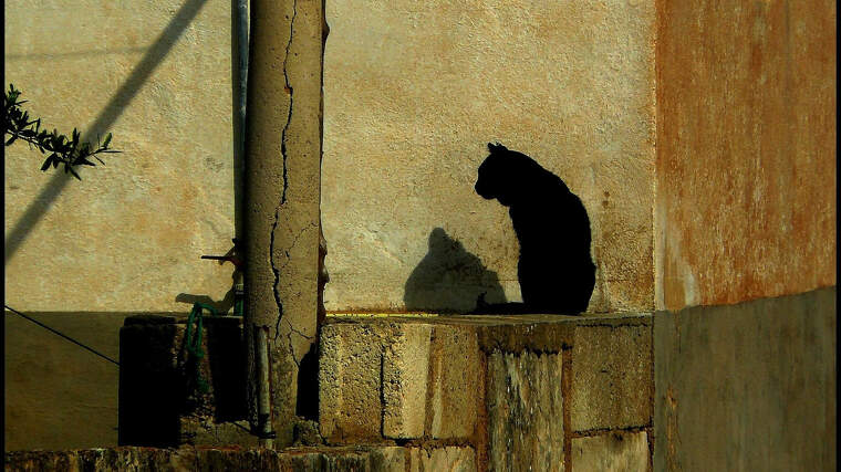 Imagen de archivo de un gato negro sentado en la calle