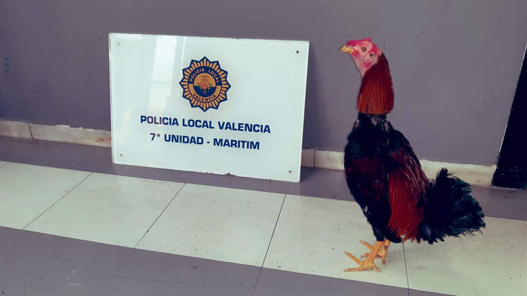 Gall rescatat per la Policia Local de ValÃ¨ncia