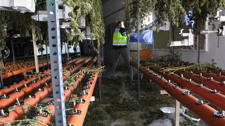 Assecador de marihuana en una nau de Foios (València)