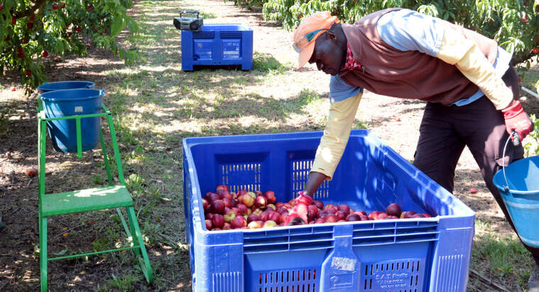 Treballadors collint nectarines en una finca agrícola d'Alcarràs