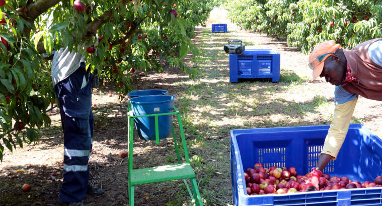 Treballadors collint nectarines en una finca agrícola d'Alcarràs