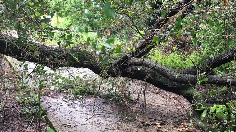 Un arbre caigut al carrer de Pere Quart de Bellaterra, paralel al torrent de la Bonaigua