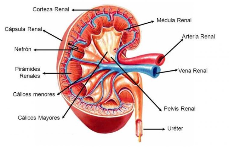 Partes más importantes del riñón.