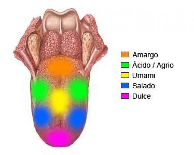 Zona de la lengua con receptores capaces de detectar el umami.