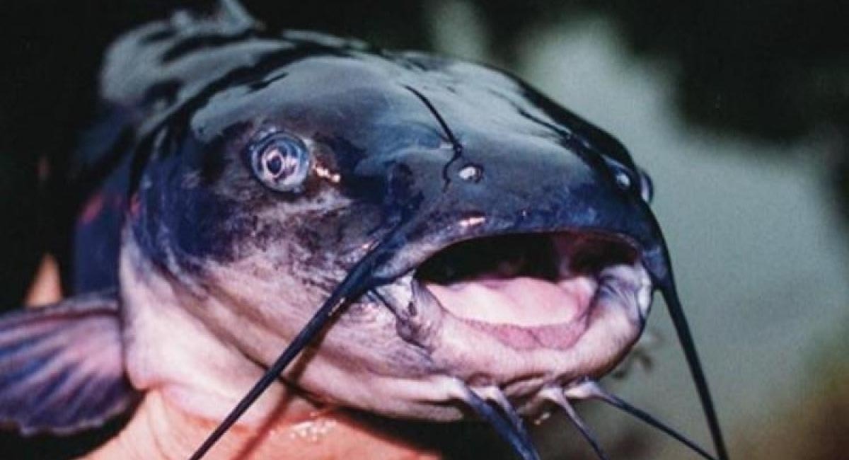 Foto de perfil de Tinder de un pez con bigotes.