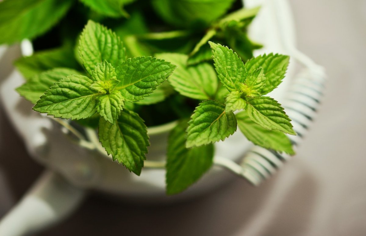 spearmint-uses-and-benefits-of-this-plant