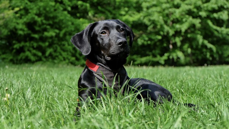 Labrador retriever.