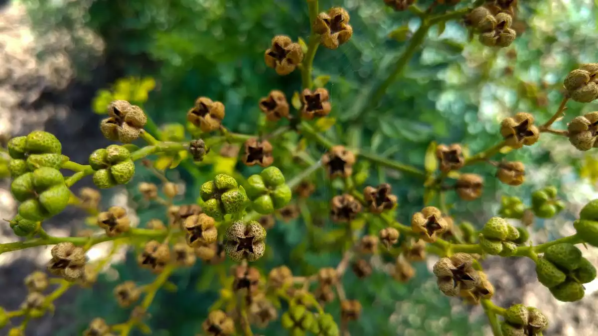 Ruda Para Que Sirve Propiedades De Esta Planta Medicinal