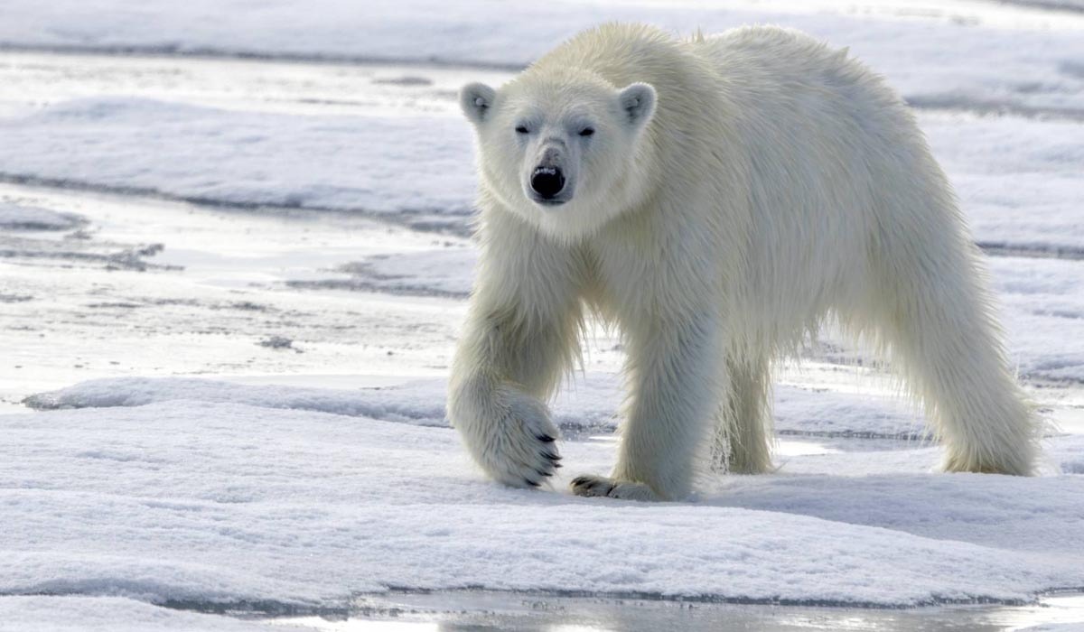 Informacion Sobre Animales En Peligro De Extincion Para Niños