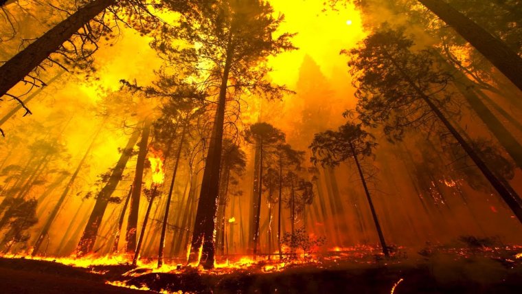 Els incendis forestals van cremar l'any passat 1.983 hectàrees a Catalunya