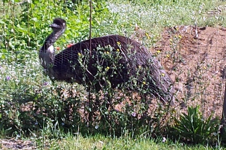 Imatge de l'emú vist avui per les comarques de Girona