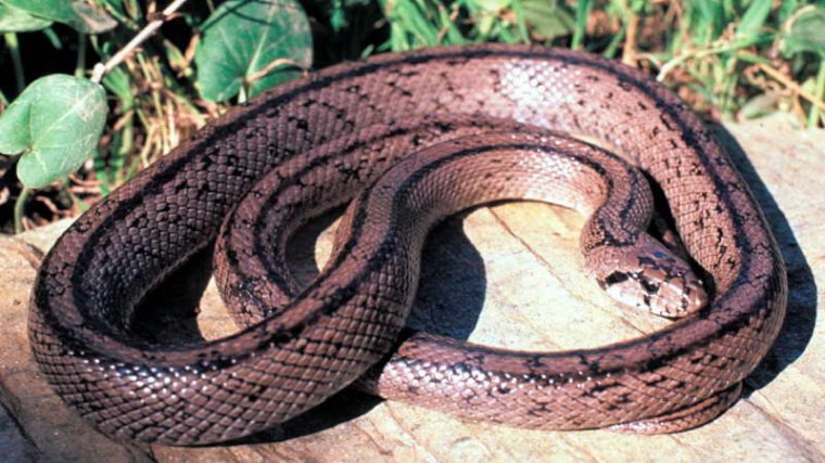 Imatge d'un exemplar adult de serp blanca