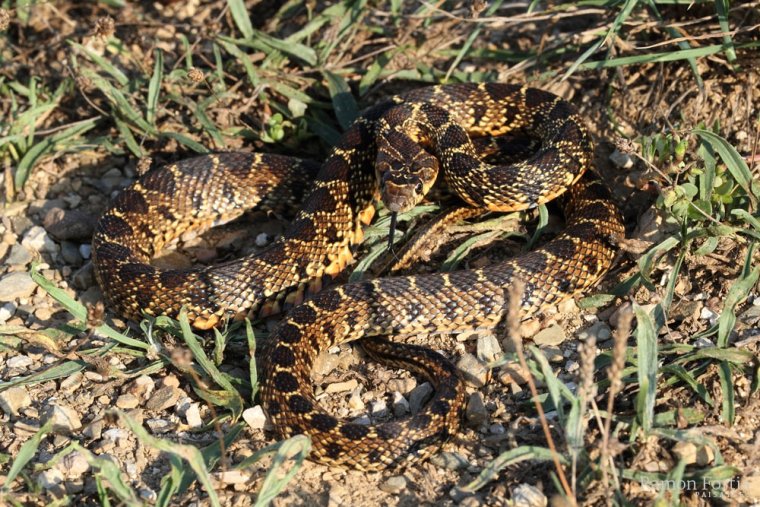 Imatge d'un exemplar de serp de ferradura