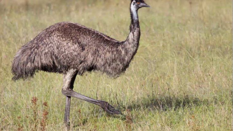 Imatge d'un exemplar d'emú comú