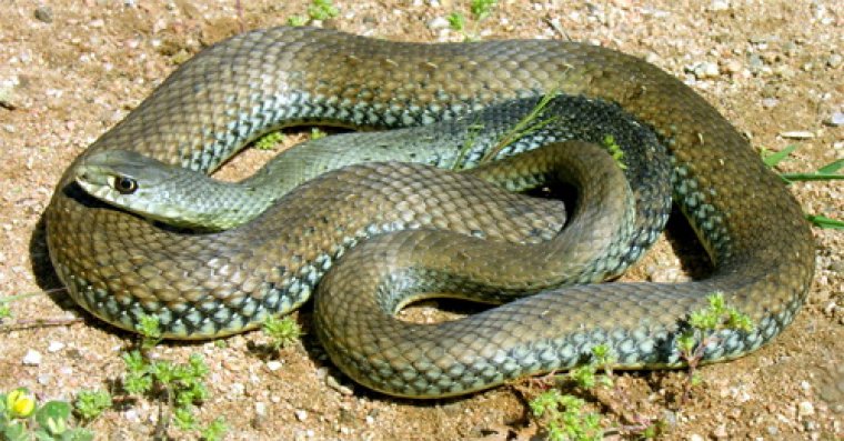 La serp verda és una espècie autòctona del nostre país