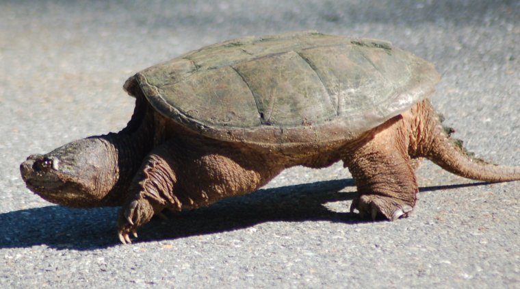 La tortuga mossegadora és típica de països del nord d'Amèrica