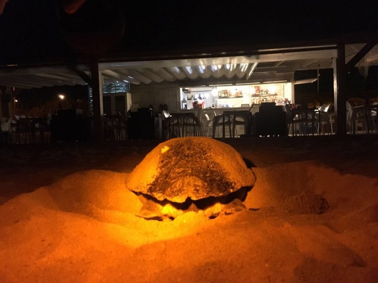 La tortuga que va pondre ous la setmana passada a la platja de Mataró