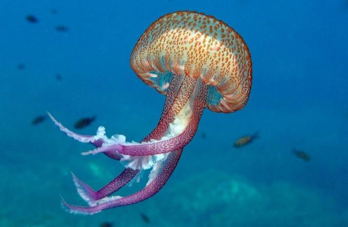 Pelagia Noctiluca медуза