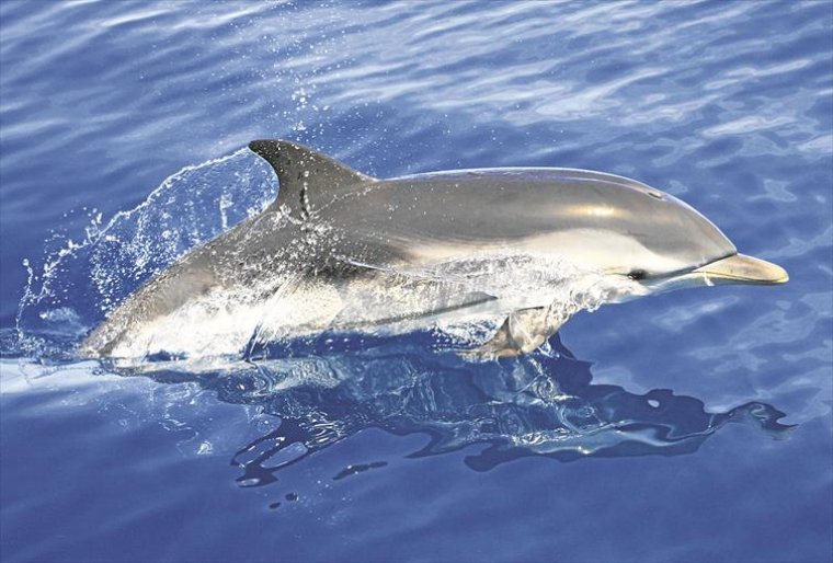 Un exemplar de dofí llistat
