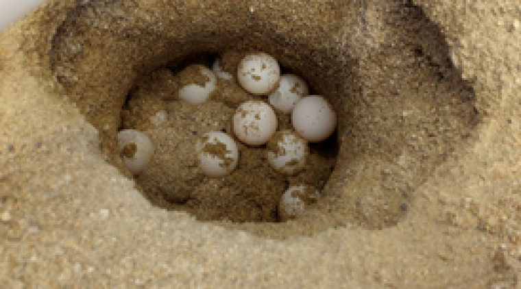 Els ous que va posar la tortuga de Premià de Mar