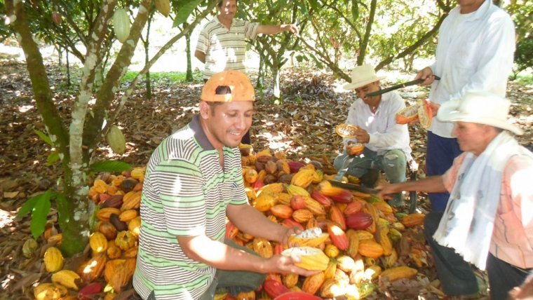 La producció de cacau és vital per a l'economia dels països tropicals