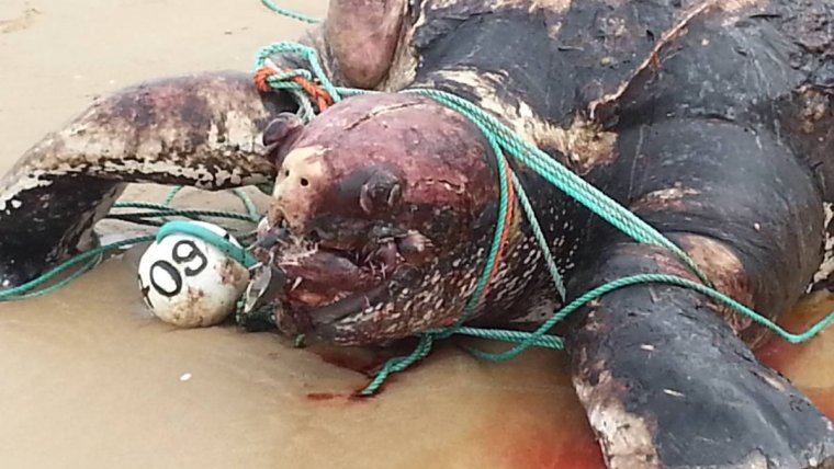 Cada any moren mil tortugues per culpa dels plàstics al mar
