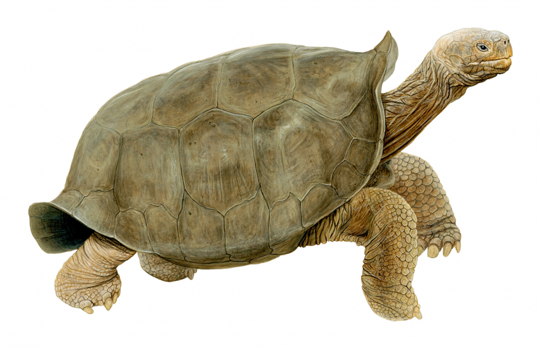 Dibuix d'un exemplar d'aquesta tortuga desapareguda fa 100 anys
