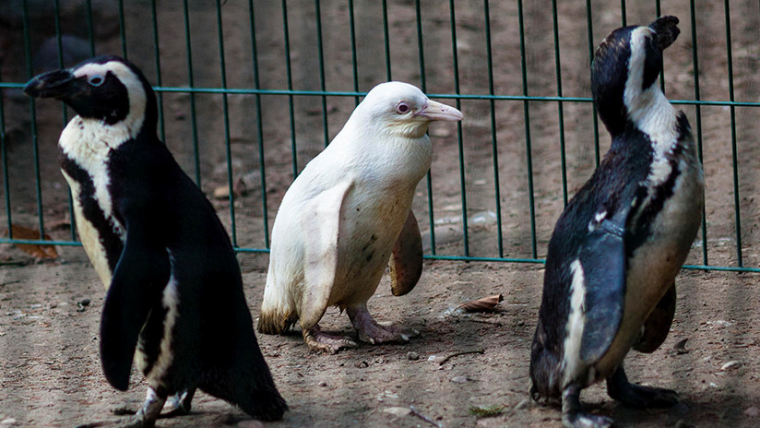 El pingüí intenta relacionar-se amb altres exemplars de la seva espècie però hi ha alguns que encara no l'accepten pel seu color