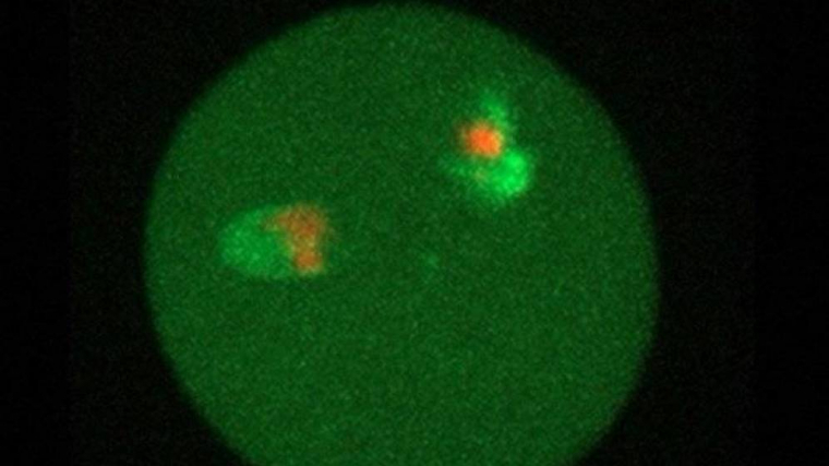 Imatge de les cèl·lules de mamut en un ou de ratolí