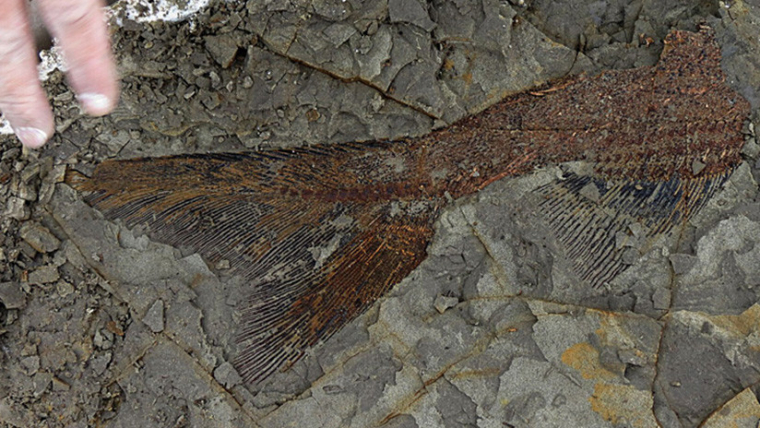 Imatge de les restes d'un peix trobades als EUA