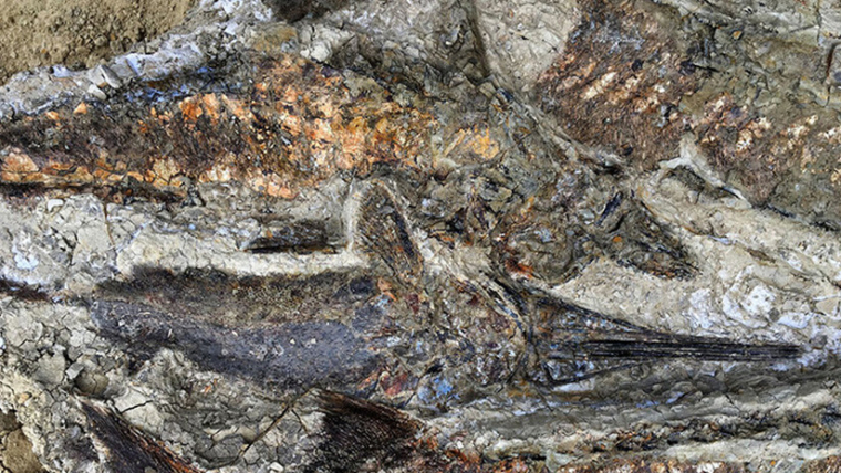 Més restes trobades al jaciment dels EUA